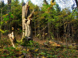 Staré stromy po cestě nahoru