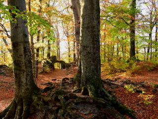 Nahoře na hradě Rožnov