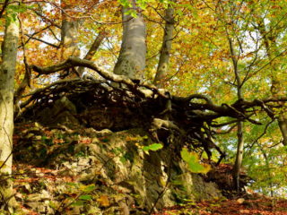 Stromy si najdou cestu