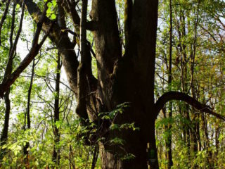 Významná lípa (250 let)