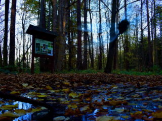 Vážka nad lesní tůní