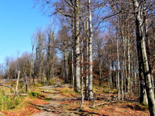 Cesta lesem na vrchol