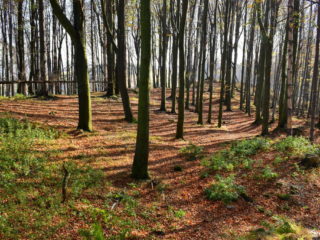 Zřícenina Šumburk