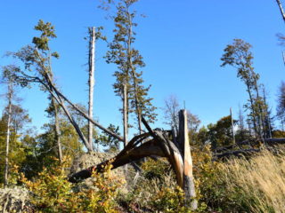 Polámané stromy vlivem větru