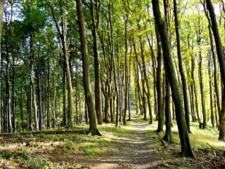 Cesta lesem na Trojačku