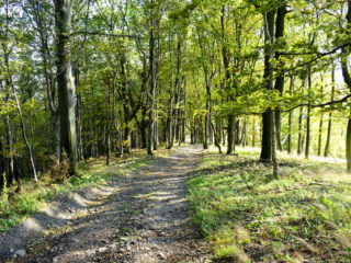 Krásné listnaté lesy