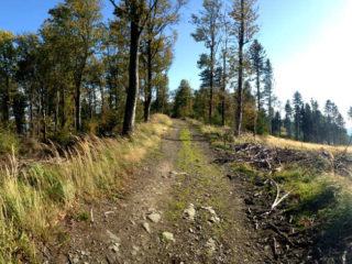 Na pravé straně bývalo víc smrků, kde toho teď neroste