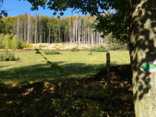 Jalovce na pastvinách