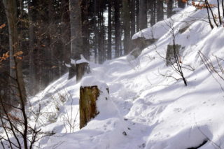 Zasněženou lesní cestou
