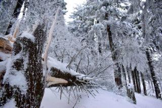 Ledové království