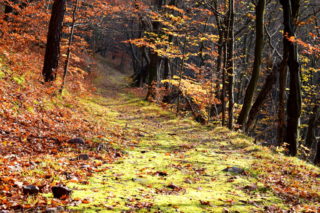 Cesta ke zřícenině Starého hradu