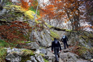 Cesta lesem k Suchému