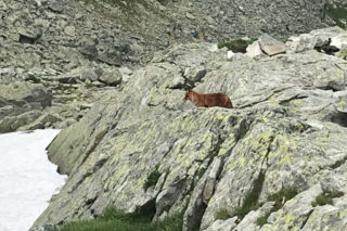 Liška u chaty pod Rysmi