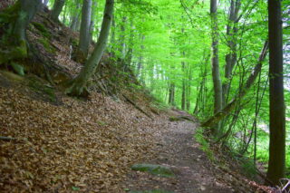 Lesem nahoru na druhé straně Bečvy