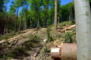 Těžba lesa pod Hostýnem