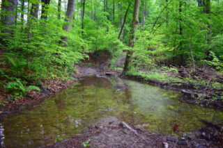 Vlhké lesy po deštích