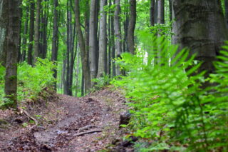 Lesem a kapradím na vrchol