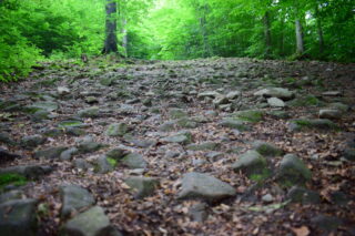 Úvodní cesta lesem