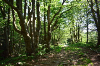 Přírodní rezervace pod Veľkým Javorníkem