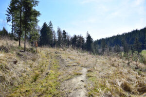 Les, Vidče