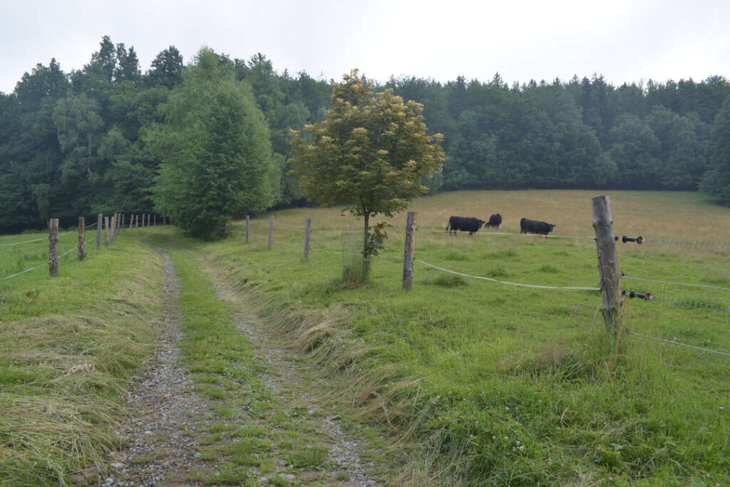 Krávy se pasou nad chatovou oblastí