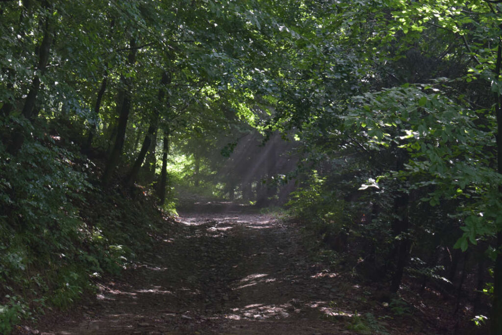 Nad Vysutým, Pržno