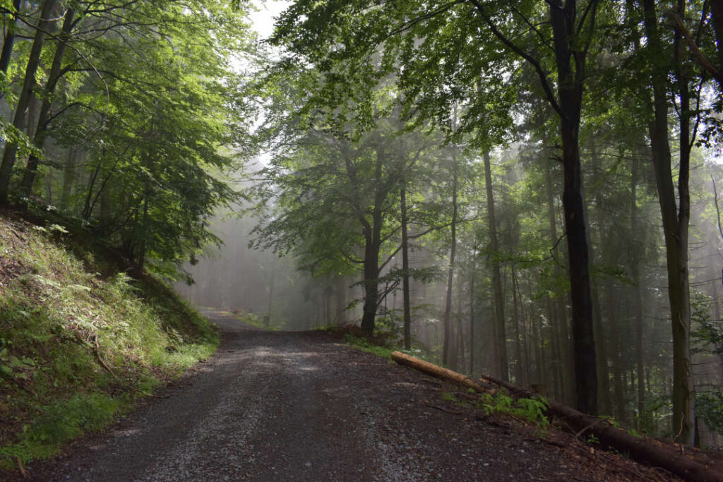 Neznačená lesní cesta