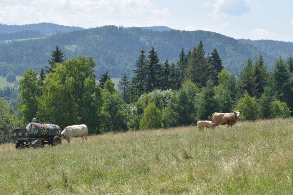 Nad Valašskou Bystřicí, krávy