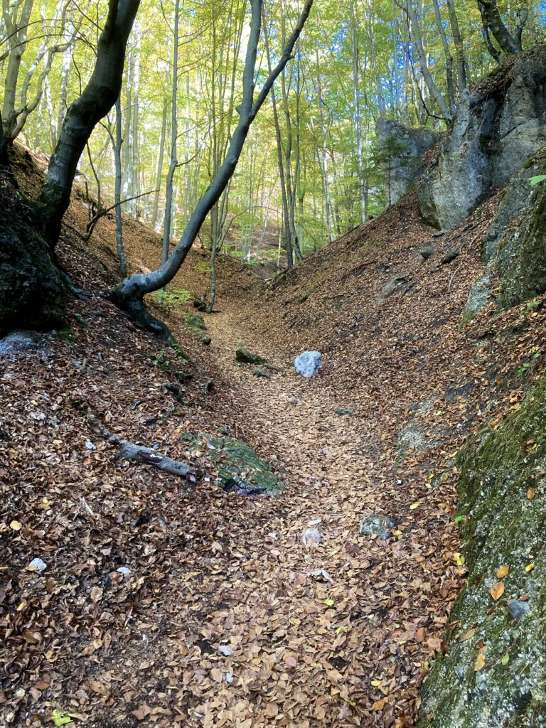 Les, Súľovské skály