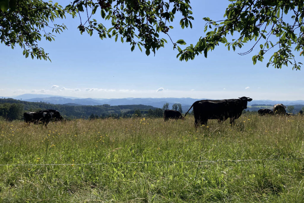 Výhled na Beskydy, Lázy, krávy
