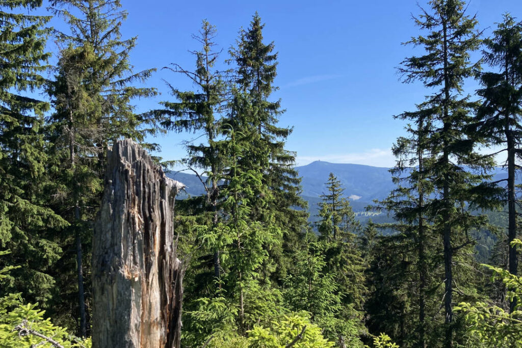 Trojačka, Beskydy, výhled na Lysou horu