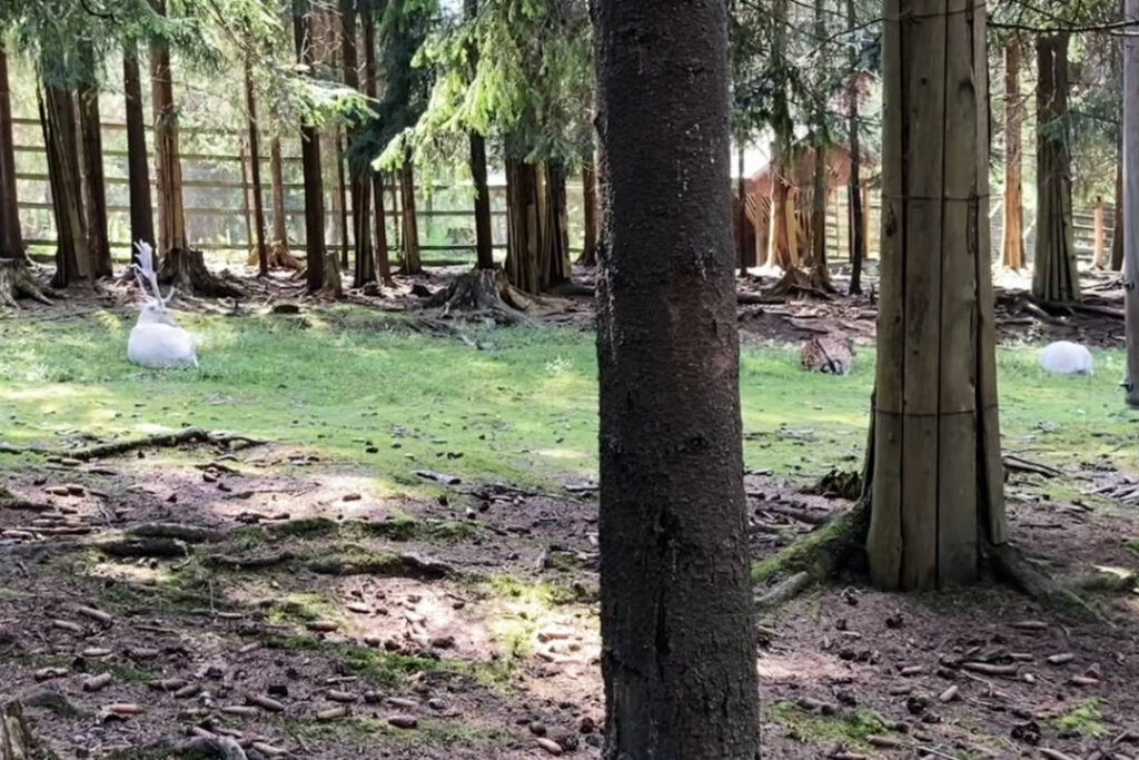 Obora Bílá, daněk