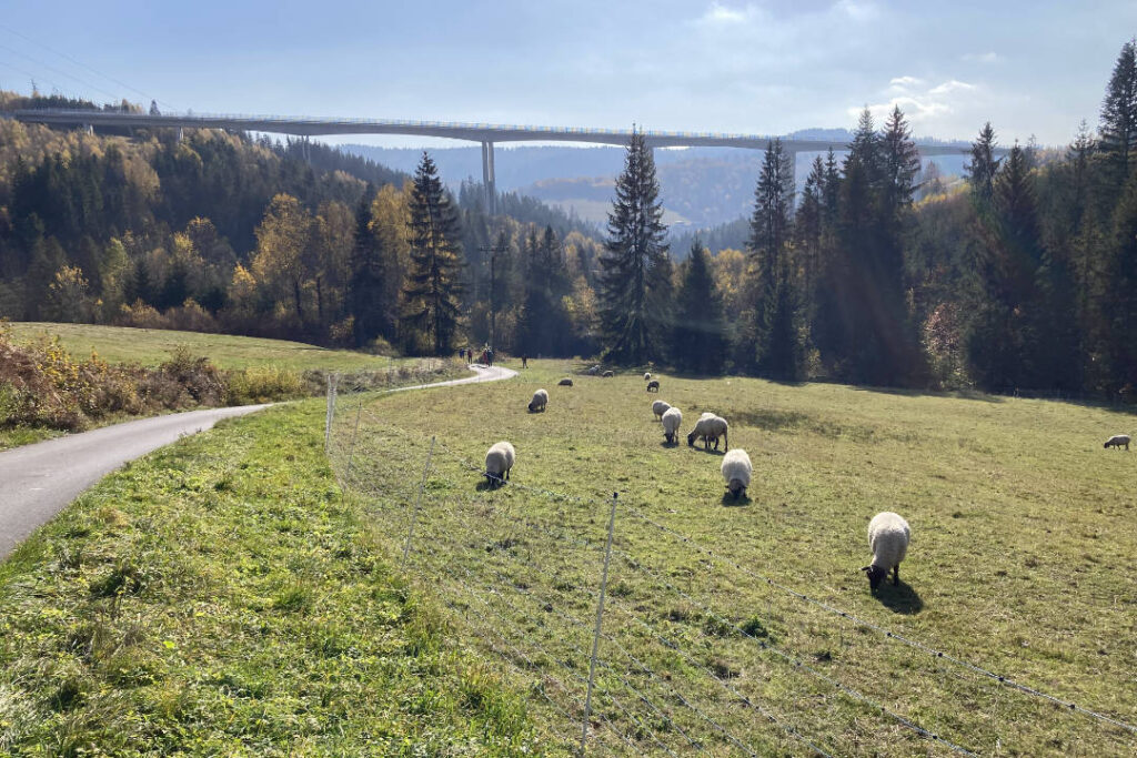 Hrčava, ovce, pastviny