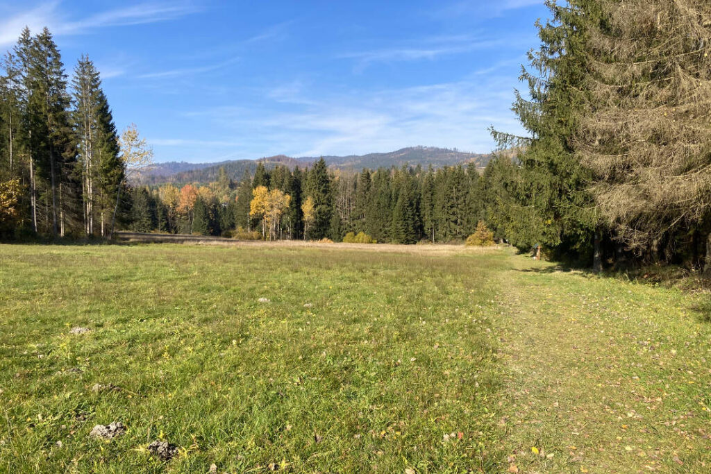 Přírodní rezervace Bukovec - rašeliniště