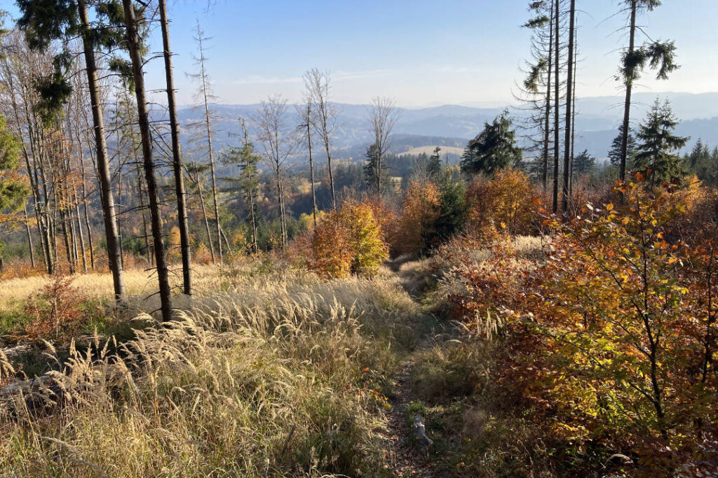 Les Bukovec, Hrčava